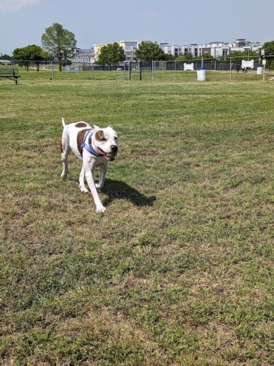 Scentral Dog Park - Rowlett, TX