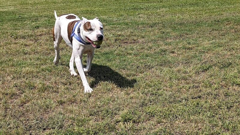 Scentral Dog Park - Rowlett, TX