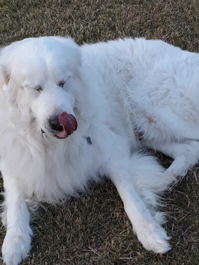 Scentral Dog Park - Rowlett, TX