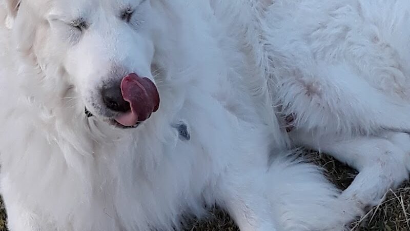 Scentral Dog Park - Rowlett, TX