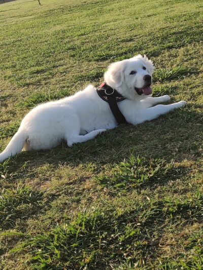 Scentral Dog Park - Rowlett, TX