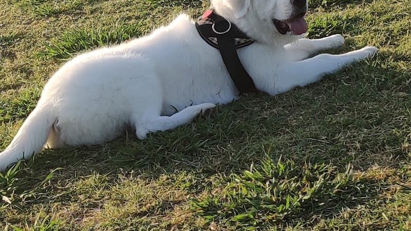 Scentral Dog Park - Rowlett, TX