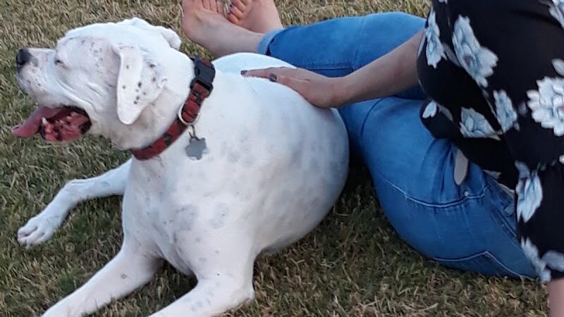 Scentral Dog Park - Rowlett, TX