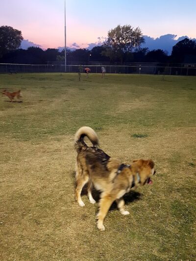 Scentral Dog Park - Rowlett, TX