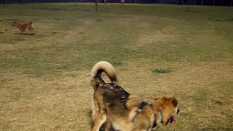 Scentral Dog Park - Rowlett, TX