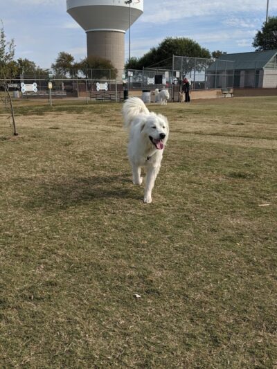 Scentral Dog Park - Rowlett, TX