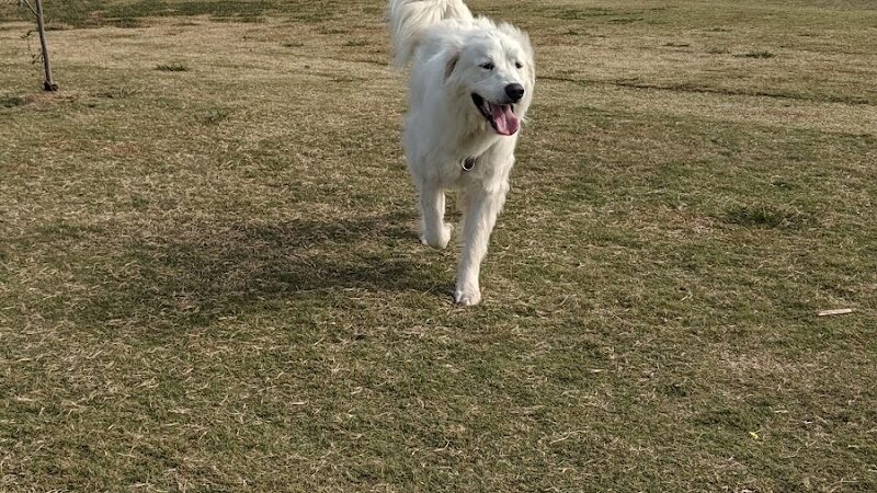 Scentral Dog Park - Rowlett, TX