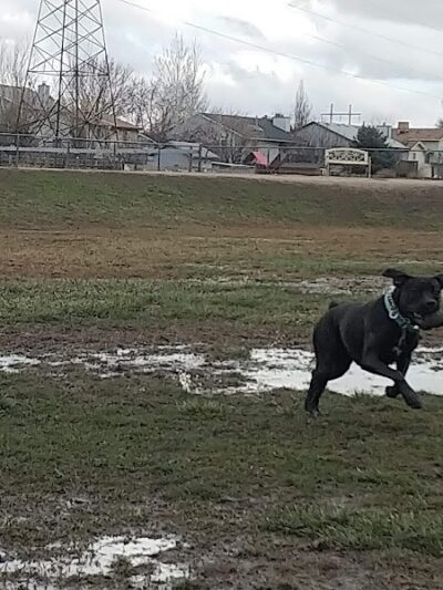 Roy Dog Park - Roy, UT
