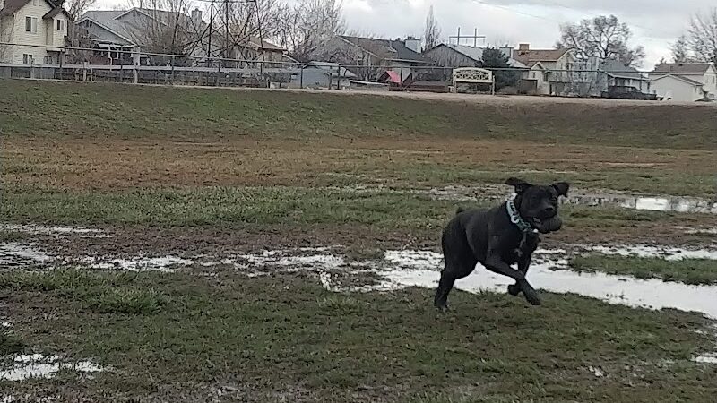 Roy Dog Park - Roy, UT