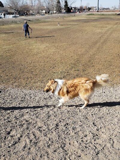 Roy Dog Park - Roy, UT