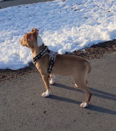 Roy Dog Park - Roy, UT