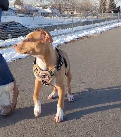 Roy Dog Park - Roy, UT