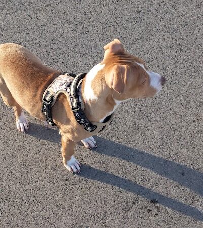 Roy Dog Park - Roy, UT