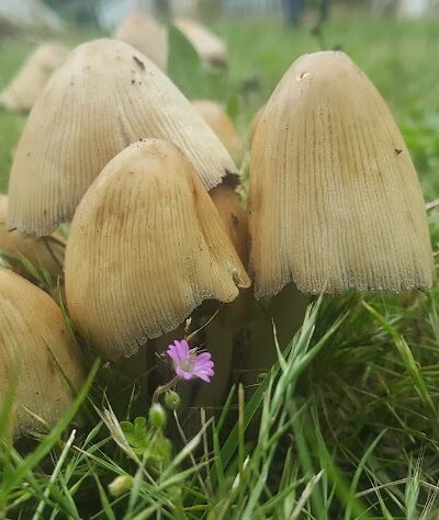 McKenna Park - Roy, WA