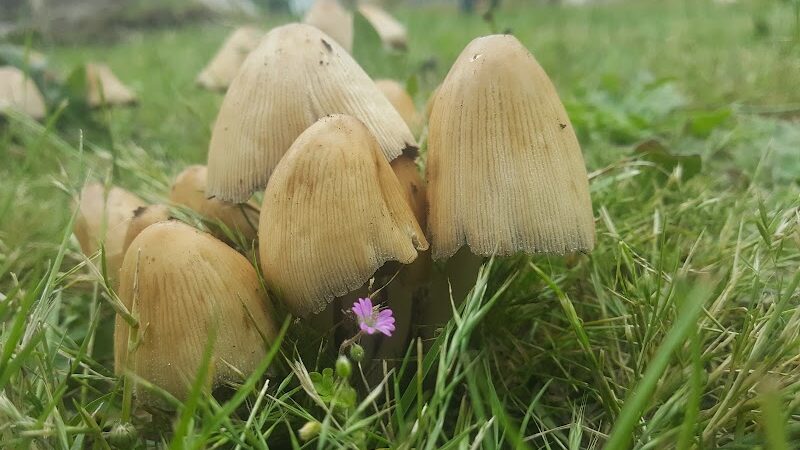McKenna Park - Roy, WA