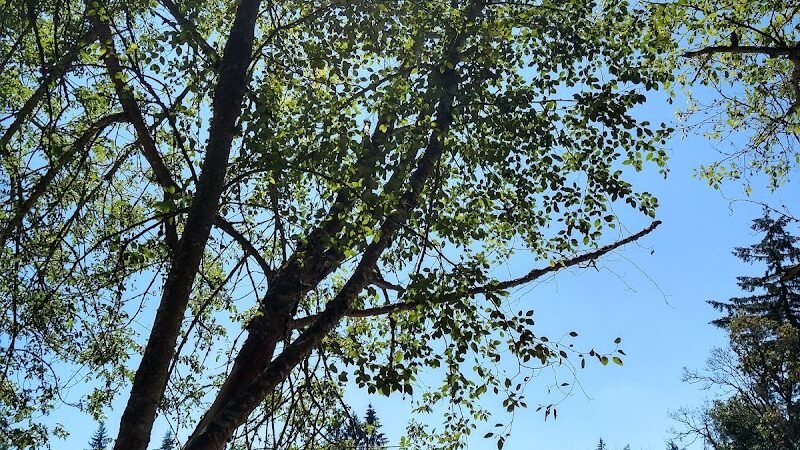 McKenna Park - Roy, WA