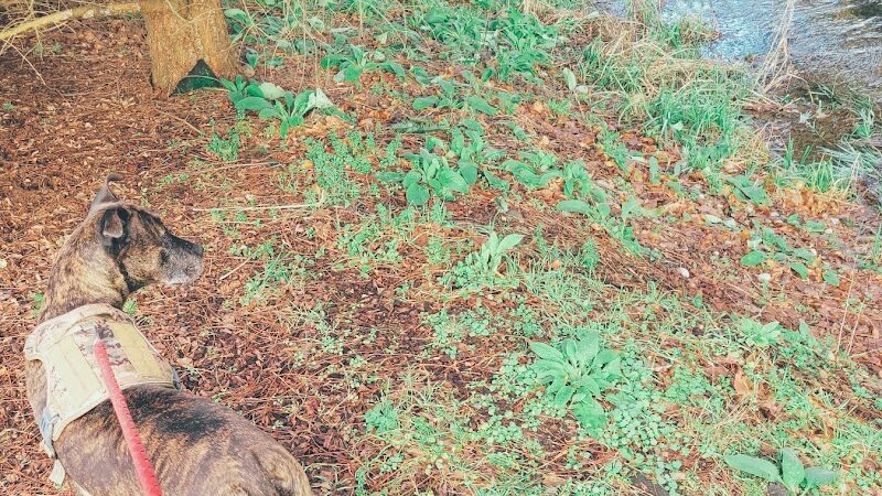 Roy City Park - Roy, WA