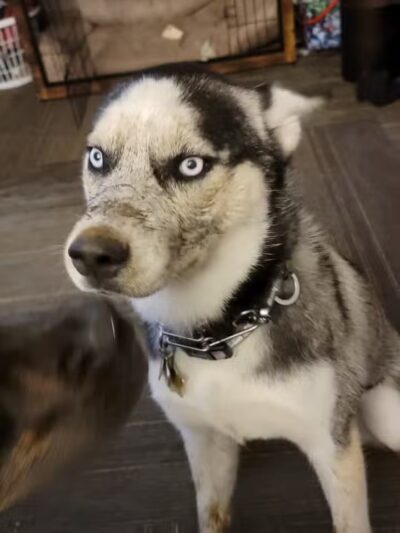 Rover's Ranch Dog Park & Training - Runnells, IA