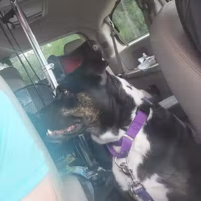 Rover's Ranch Dog Park & Training - Runnells, IA