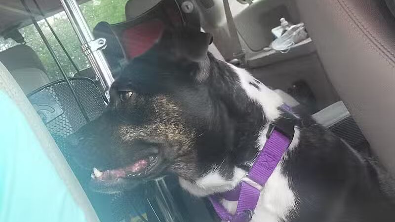 Rover's Ranch Dog Park & Training - Runnells, IA