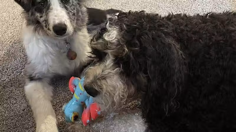 Rover's Ranch Dog Park & Training - Runnells, IA