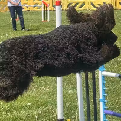 Dogs On The Run Training Club - Rushville, MO