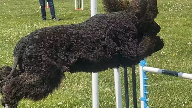 Dogs On The Run Training Club - Rushville, MO
