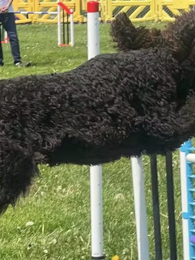 Dogs On The Run Training Club - Rushville, MO