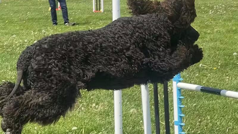 Dogs On The Run Training Club - Rushville, MO