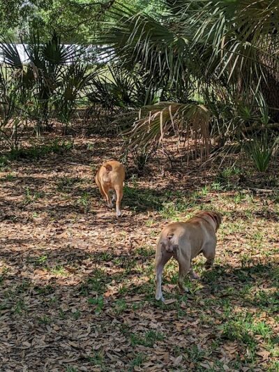 Dr Otts Off Leash Dog Sanctuary - Ruskin, FL
