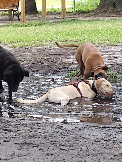 Dr Otts Off Leash Dog Sanctuary - Ruskin, FL