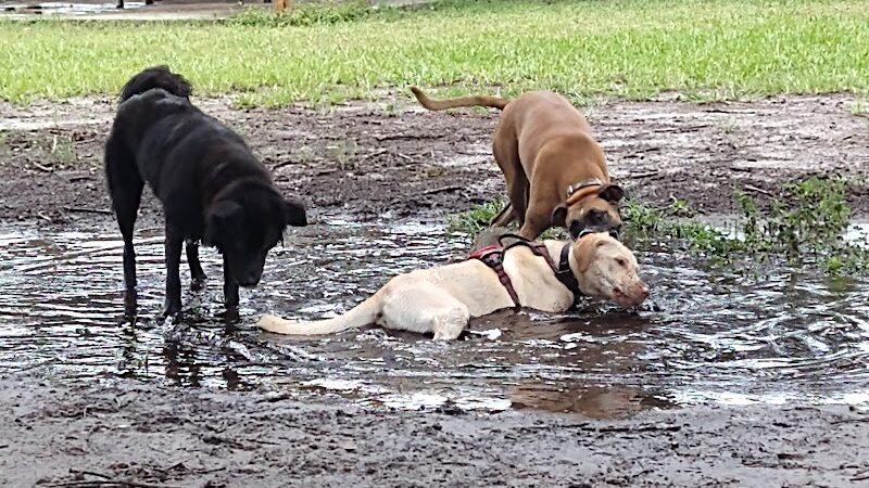 Dr Otts Off Leash Dog Sanctuary - Ruskin, FL