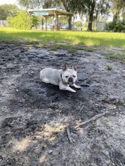 Dr Otts Off Leash Dog Sanctuary - Ruskin, FL
