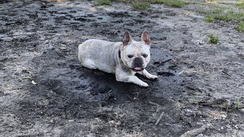 Dr Otts Off Leash Dog Sanctuary - Ruskin, FL