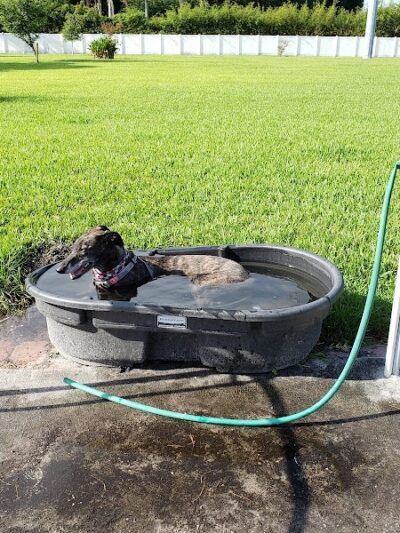 Dr Otts Off Leash Dog Sanctuary - Ruskin, FL