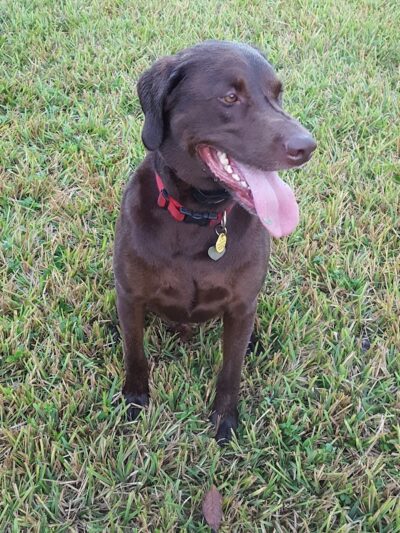 Dr Otts Off Leash Dog Sanctuary - Ruskin, FL