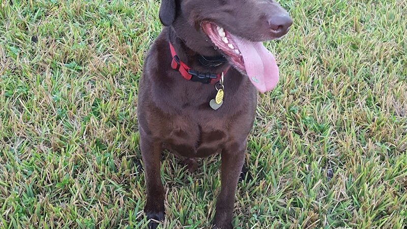 Dr Otts Off Leash Dog Sanctuary - Ruskin, FL