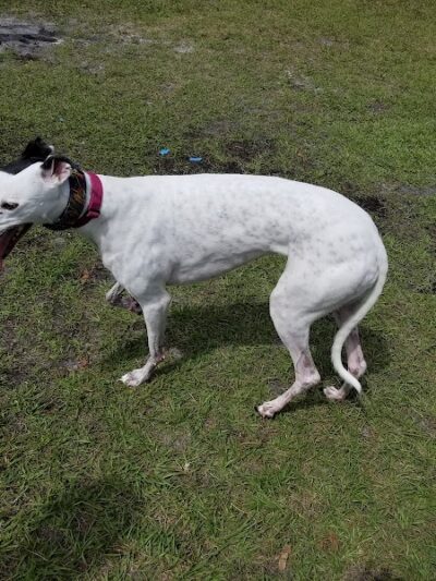 Dr Otts Off Leash Dog Sanctuary - Ruskin, FL