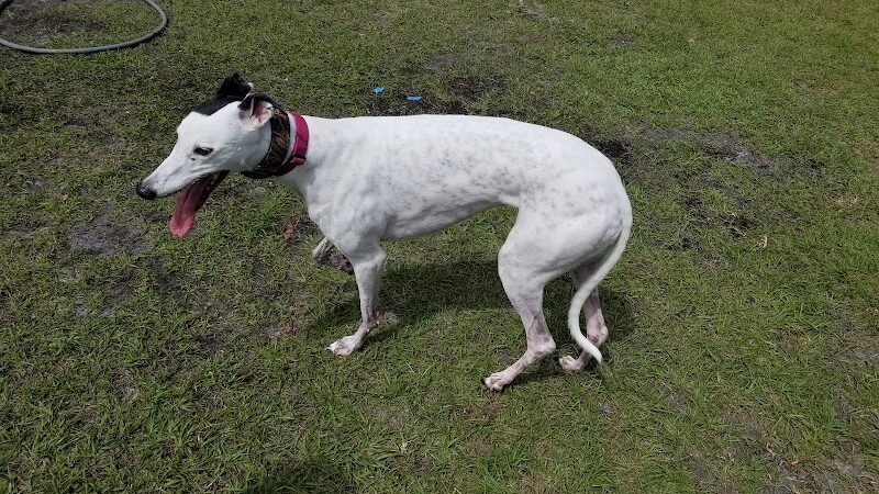 Dr Otts Off Leash Dog Sanctuary - Ruskin, FL