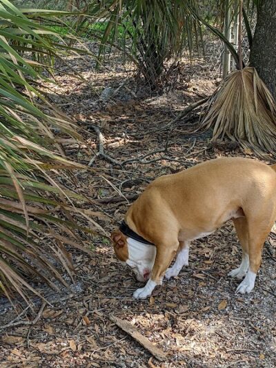 Dr Otts Off Leash Dog Sanctuary - Ruskin, FL