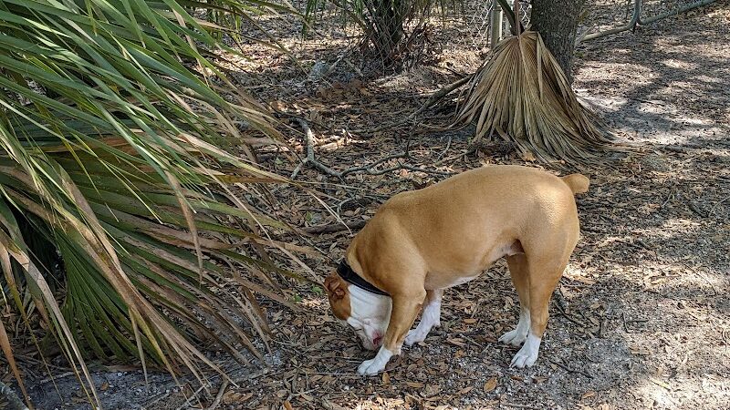 Dr Otts Off Leash Dog Sanctuary - Ruskin, FL