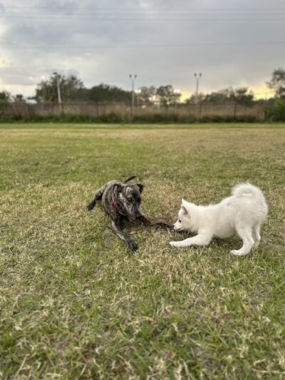 Dr Otts Off Leash Dog Sanctuary - Ruskin, FL