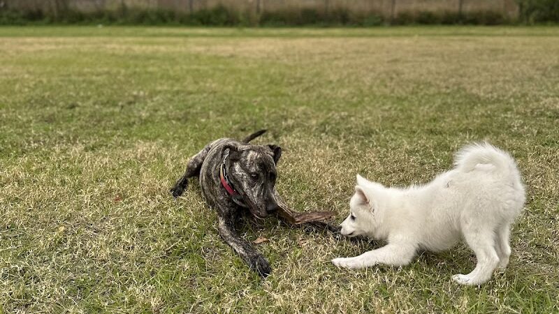 Dr Otts Off Leash Dog Sanctuary - Ruskin, FL