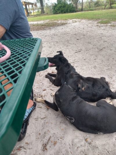 Dr Otts Off Leash Dog Sanctuary - Ruskin, FL