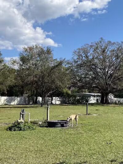Dr Otts Off Leash Dog Sanctuary - Ruskin, FL