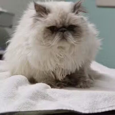 Le Petique Atelier LLC - Rutherford, NJ