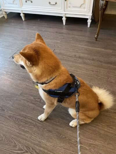 Le Petique Atelier LLC - Rutherford, NJ