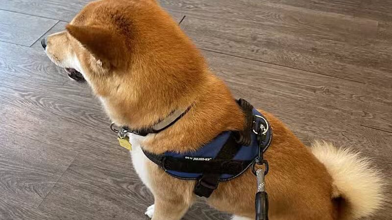 Le Petique Atelier LLC - Rutherford, NJ