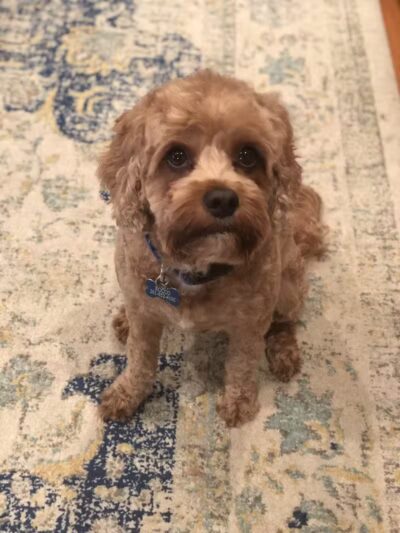 Le Petique Atelier LLC - Rutherford, NJ