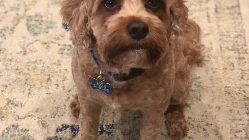 Le Petique Atelier LLC - Rutherford, NJ